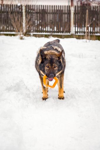 A vertical shot of a German shepherd dog holding a toy in its mouth playing in the snow