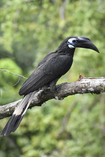 A vertical shot of an Anthracocero perched on a tree