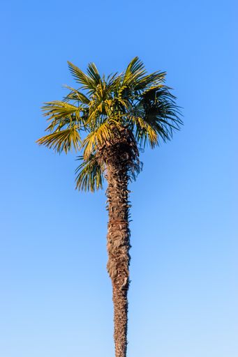 A vertical shot of the tropical high tree against a clear blue sky on a sunny day in Stresa, Italy
