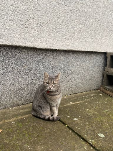 A vertical shot of a grey cat standing on a concrete floor against a  white and grey wall