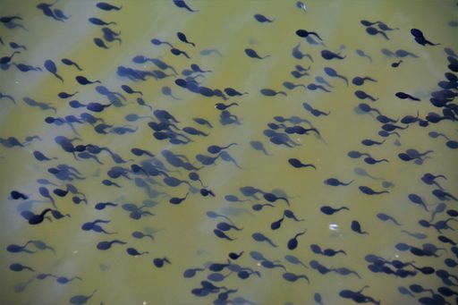 many tadpoles swim in the water