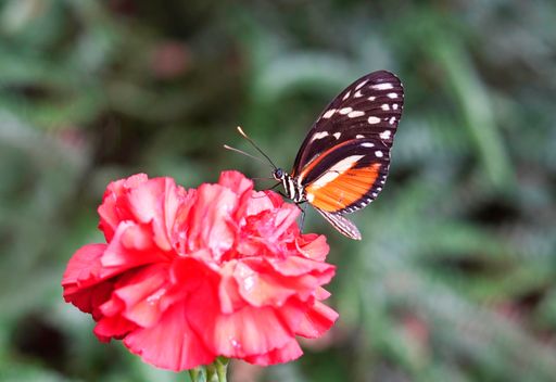 A macro shot of a tiny butterfly sitting on a pink rose against a green blurry background