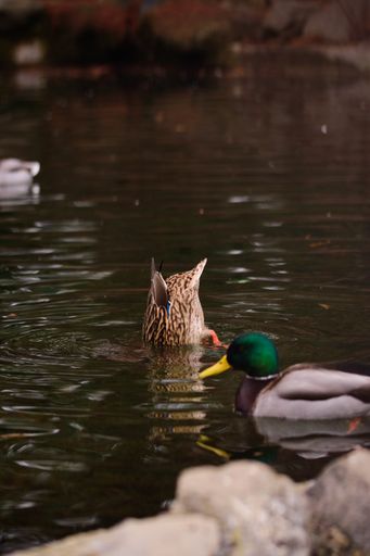 A vertical closeup shot of two beautiful wild ducks in lhe lake.