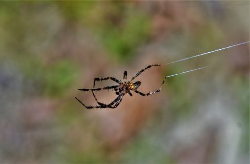 A closeup shot of a spider on the web behind a blurry background