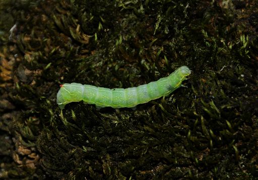 A caterpillar Operophtera Brumata on the bark of a tree