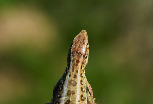 A closeup shot of the head of a lizard with multicolored scales