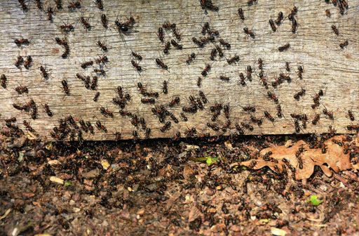 many ants on a board