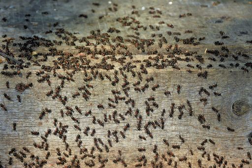 many ants on a board