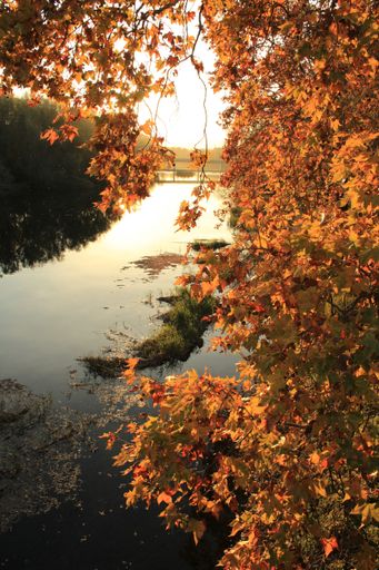 A beautiful autumn scene of a river and trees with orange dry leaves nerby