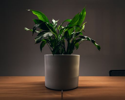 A green succulent flower in the white pot