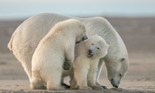 A  selective focus shot of polar bears
