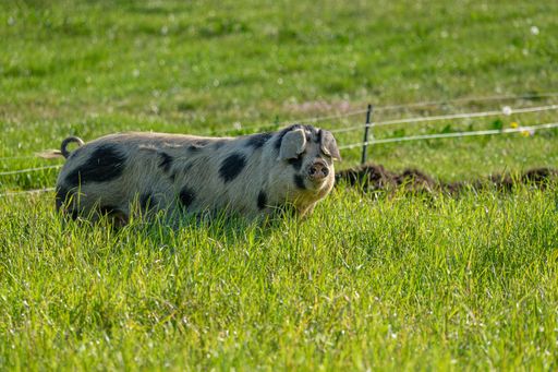 A selective focus shot of a white pig with black spots in the farm field