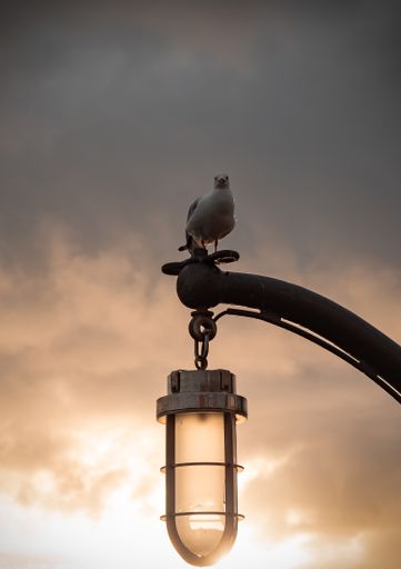 A vertical shot of a white seagull perched on a lamp pole under a pinkish sky