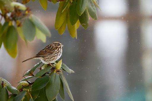A small sparrow sitting on a branch during snow