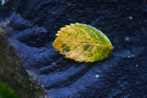 A close-up shot of a fallen yellow leaf on a dark surface.