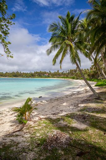 White sand beach with coconut palms at the southern end of Lifou Island, in the Loyalty Islands of New Caledonia.