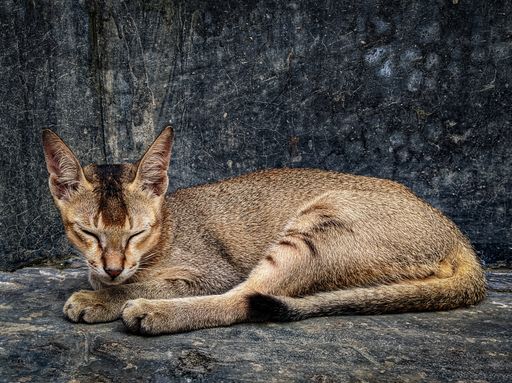 A closeup shot of a lazy house cat with closed eyes sitting on the ground outside