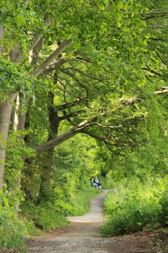 The path and tall trees in the forest - perfect for background