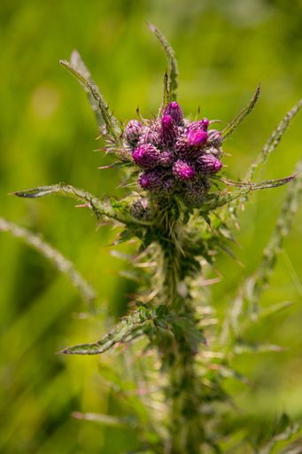 The blooming purple flowers in the field