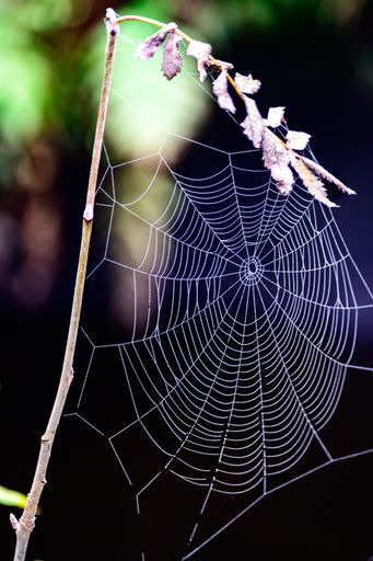 A vertical shot of a spider web on a flower on a blurred background