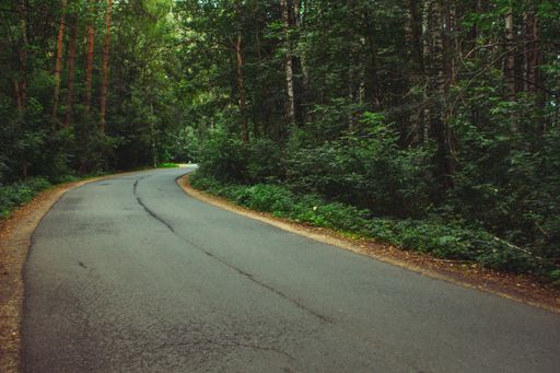 A twisting long trail through a green forest