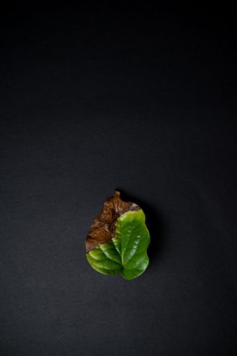 A vertical shot of a green leaf with a brown spot on a black surface -perfect for wallpaper