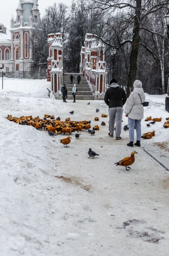 The people and gathered group of ducks on a snowy day in Tsaritsyno,  Russia