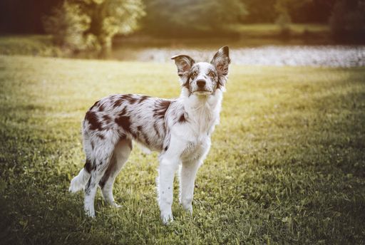 A shot of a Border Collie dog in the field on a sunny day