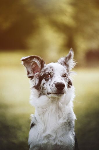 A closeup shot of the border collie dog
