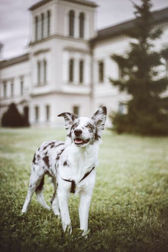 A shot of the Border Collie dog standing on the grass in a blurry building background