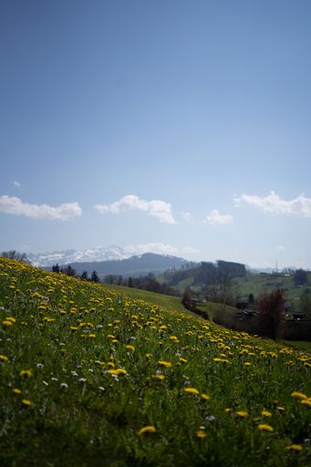 A vertical shot of a meadow with flowers in the daytime.