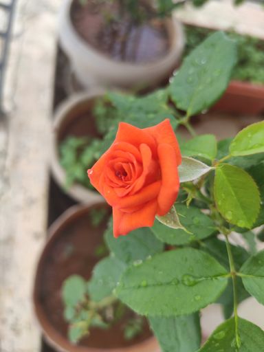 A vertical selective focus shot of an orange rose blossom in the garden