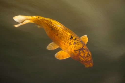 A close-up shot of a koi fish swimming in the water.