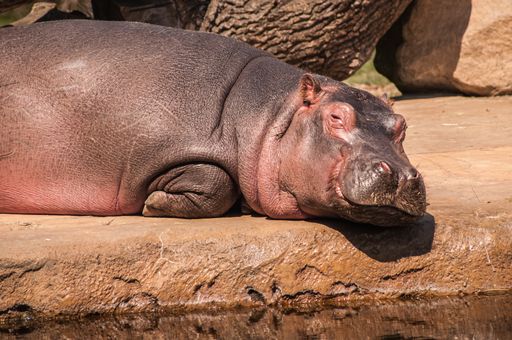 A closeup shot of hippopotamus lying on the ground