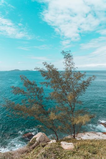 A vertical shot of trees surrounded by the sea under the sunlight and a blue cloudy sky in Brazil