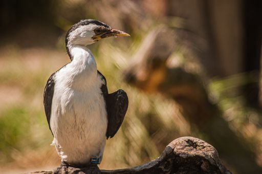 A selective focus shot of a little pied cormorant