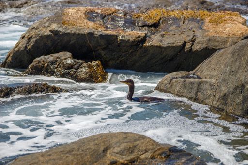 The waterbird near the rocks in the water