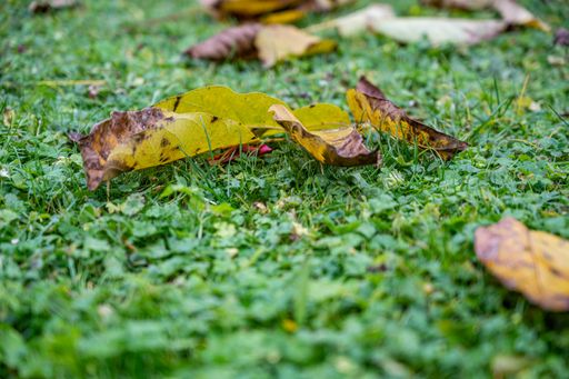 A closeup shot of dried leaf on a green grass