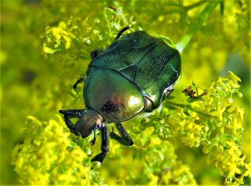 Cetonia aurata bug on a flower