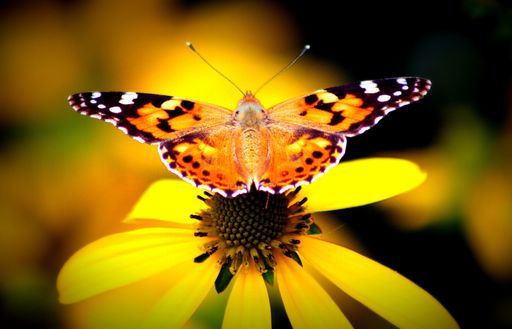 Vanessa cardui butterfly ( Echinacea purpurea )