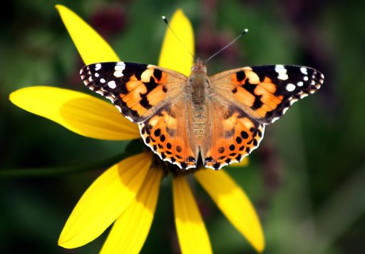Vanessa cardui butterfly ( Echinacea purpurea )