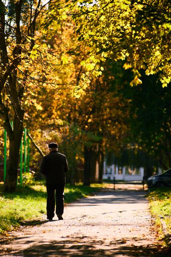 A back shot view of an old man walking under yellow autumn trees in the park on a sunny day in Lviv, Ukraine