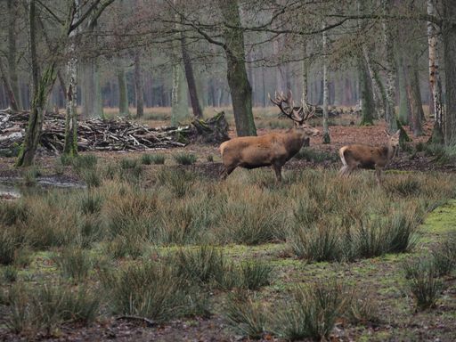 A view of a male and female bactrian deer standing in the forest during autumn time