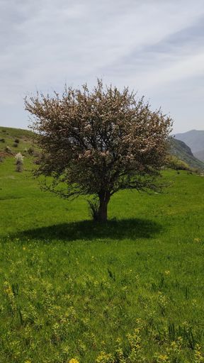 A vertical shot of a big tree standing on a green meadow at foothill