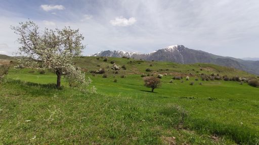 A beautiful shot of trees standing on a green meadow at foothill