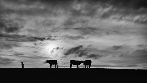 A grayscale of the silhouettes of a jogger running by the cattle at sunset near Dunstanburgh, England
