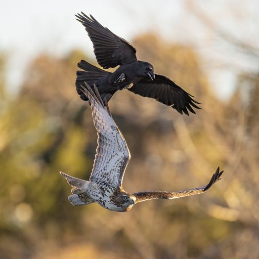Juvenile Red tailed hawk(Buteo jamaicensis) being mobbed in flight by an American crow