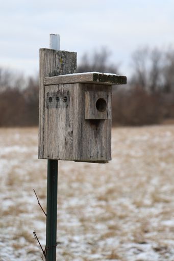 A  closeup shot of a wooden bird nesting box