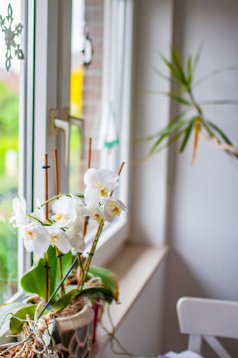 A vertical closeup shot of a white orchids blooming on window