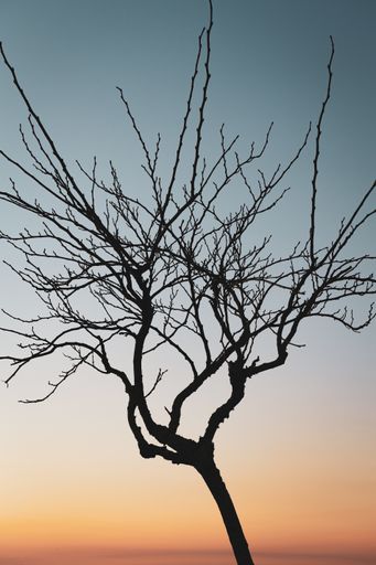 A bare tree silhouette with sunset sky on the background